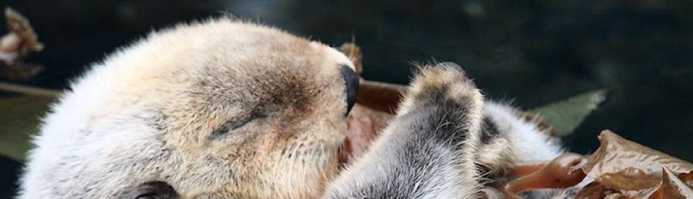 Otters' Class Blog